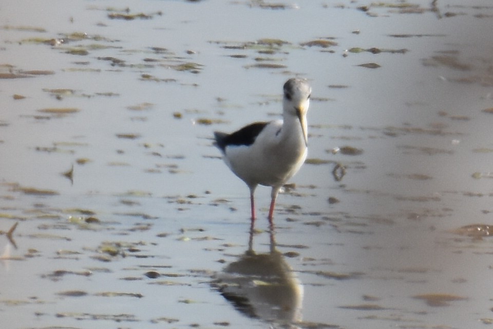 Black-winged Stilt - ML634805526