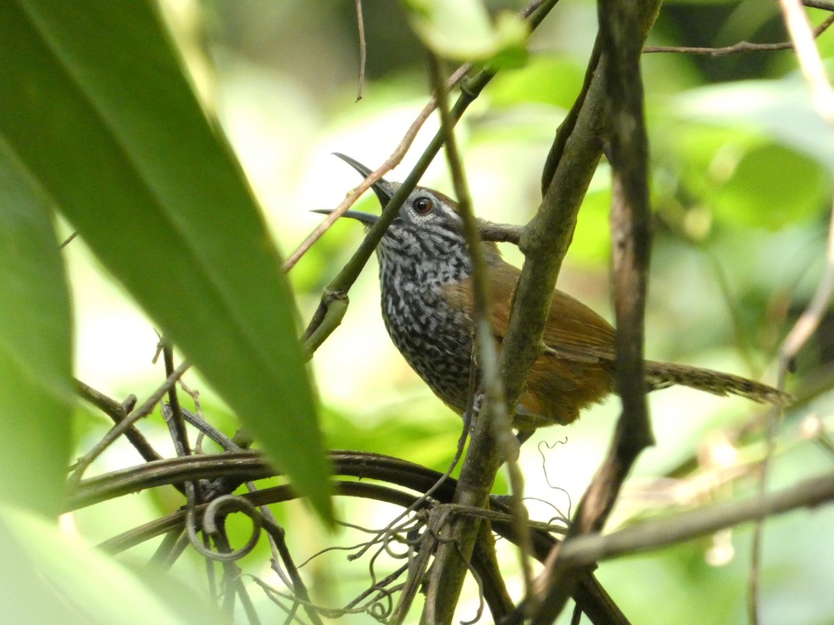 Spot-breasted Wren - ML634805558