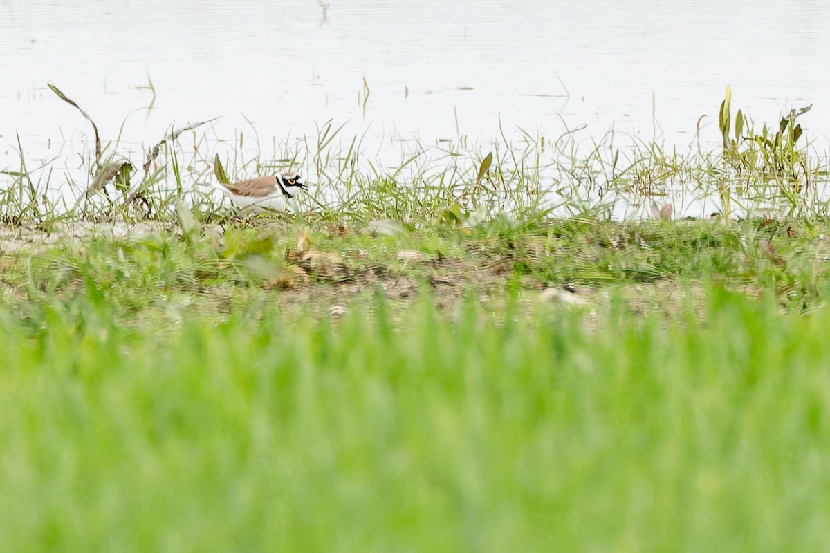Little Ringed Plover - ML634805585