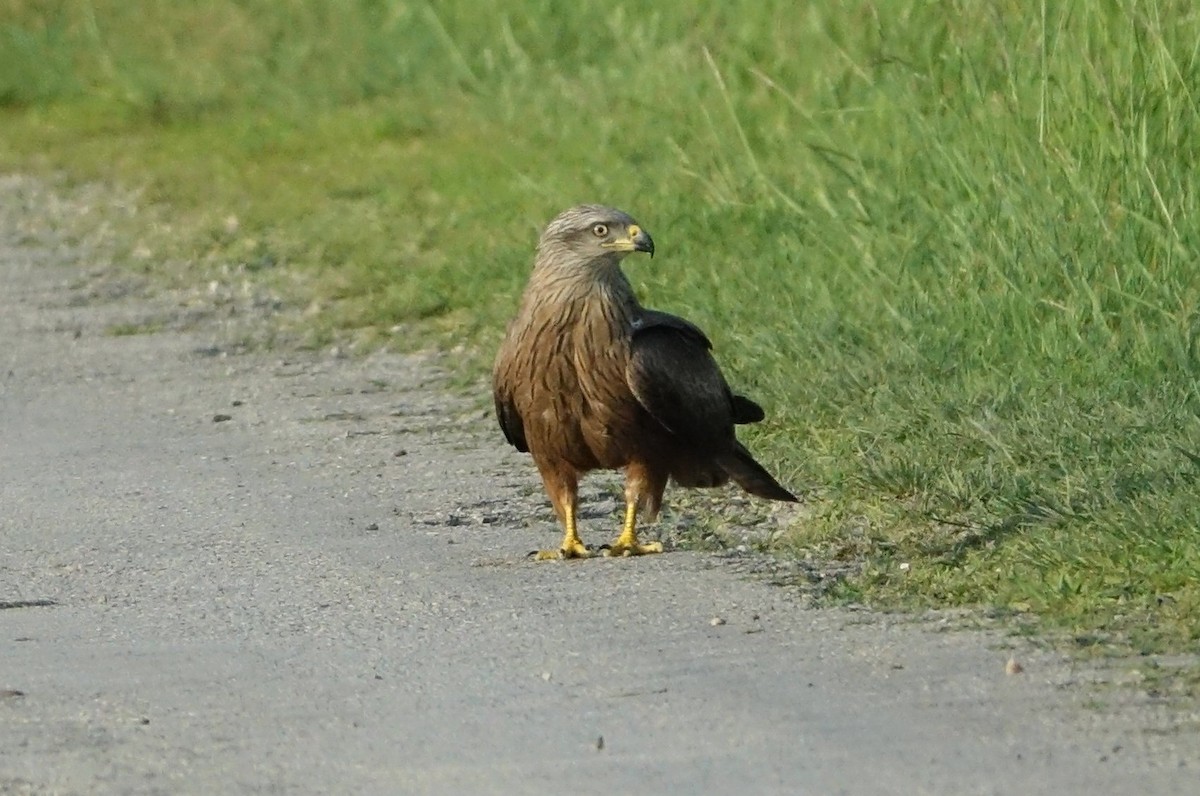 黑鳶 - ML634805600