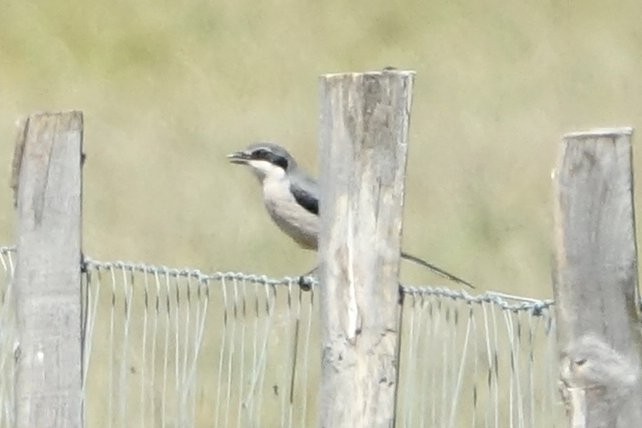 Iberian Gray Shrike - ML634805643