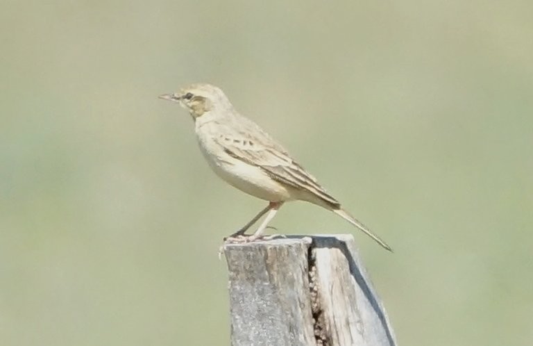 Tawny Pipit - ML634805659