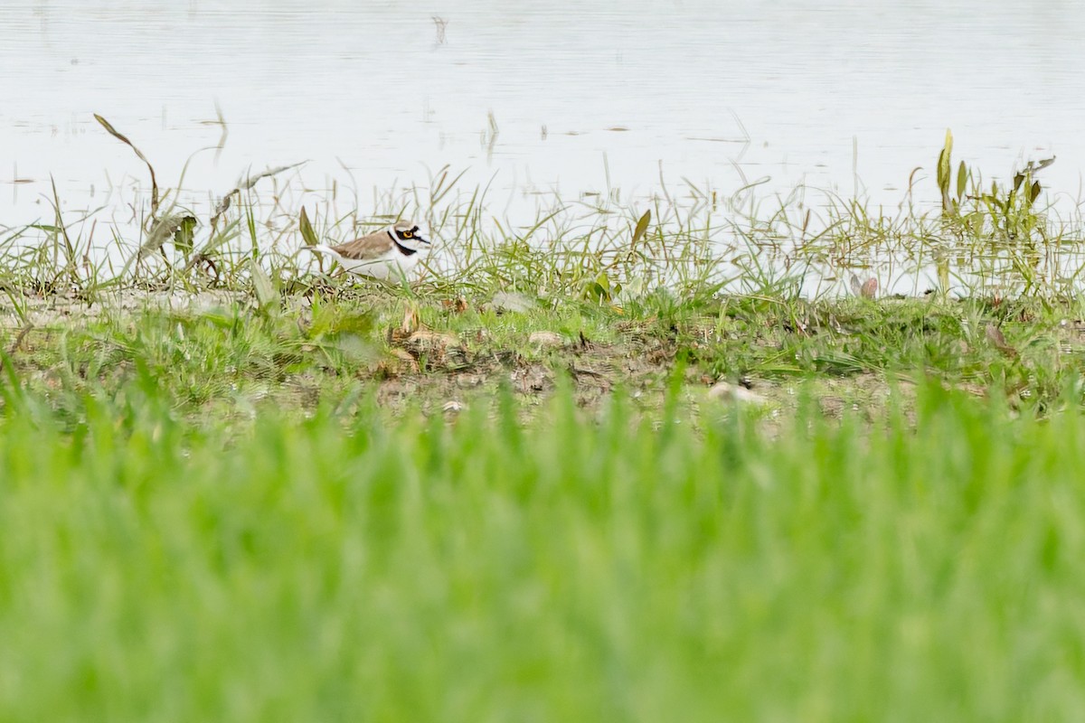 Little Ringed Plover - ML634805690