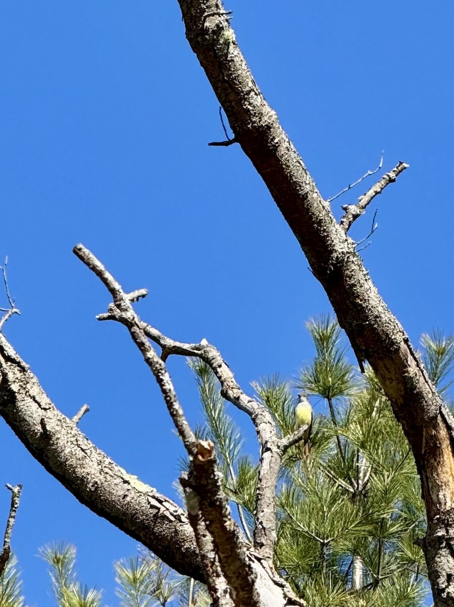 Great Crested Flycatcher - ML634805790