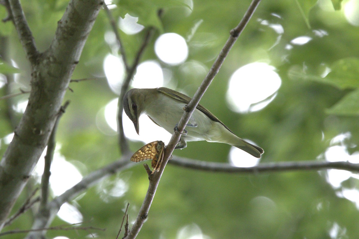 Red-eyed Vireo - ML634805900