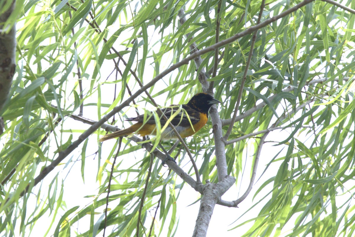 Baltimore Oriole - ML634805920