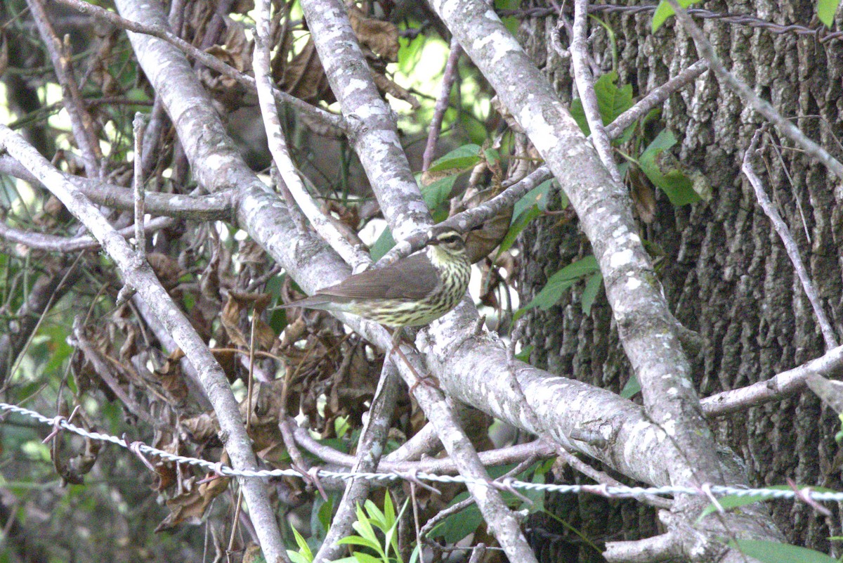 Northern Waterthrush - ML634805951