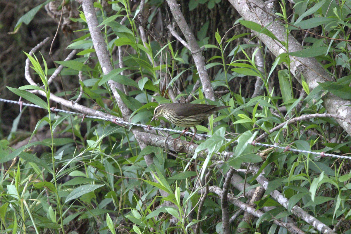 Northern Waterthrush - ML634805952