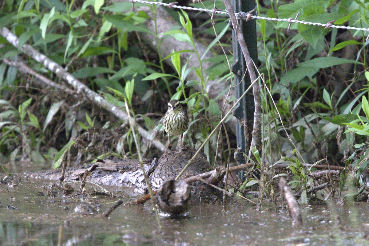 Northern Waterthrush - ML634805953
