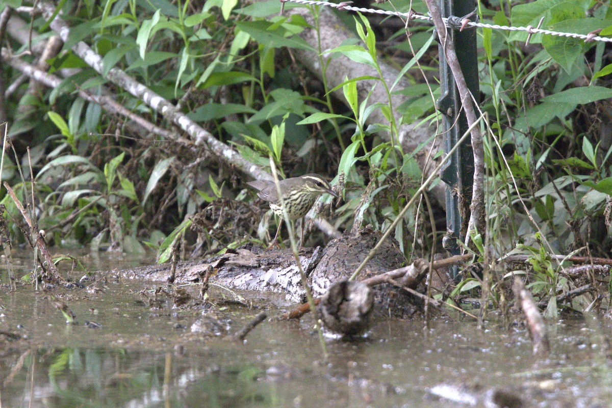 Northern Waterthrush - ML634805954