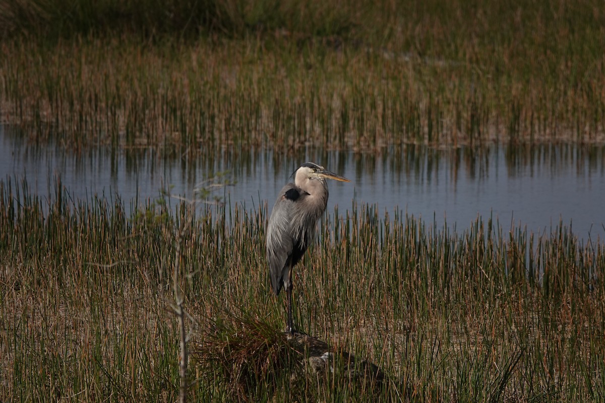 Great Blue Heron - ML634805968
