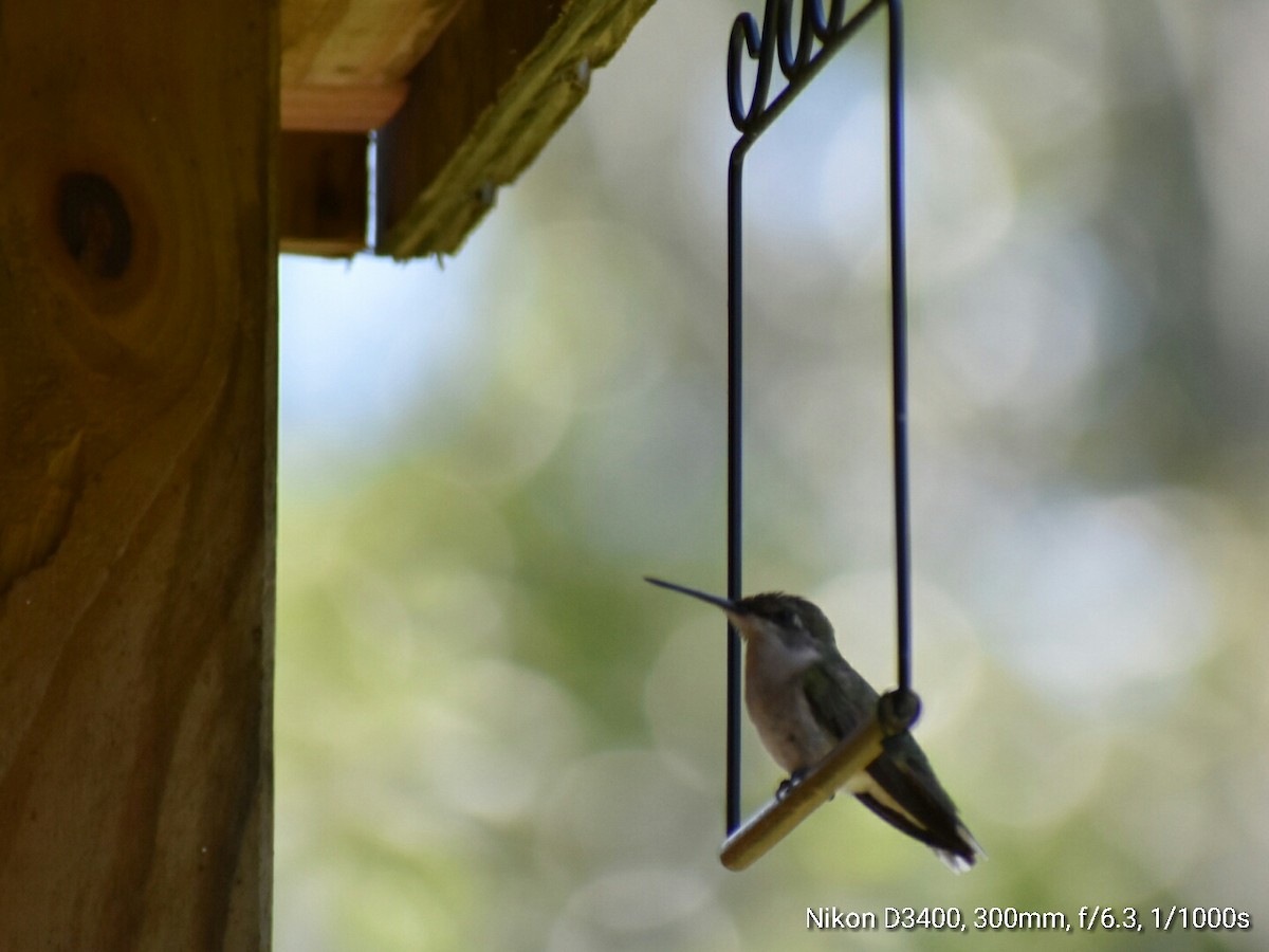 Ruby-throated Hummingbird - ML63480601