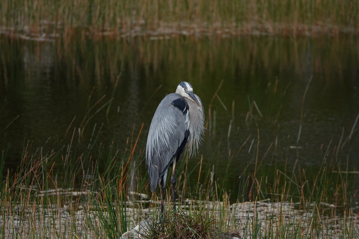 Great Blue Heron - ML634806011