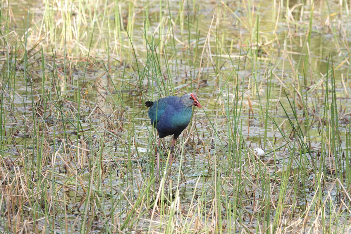 Gray-headed Swamphen - ML634806060