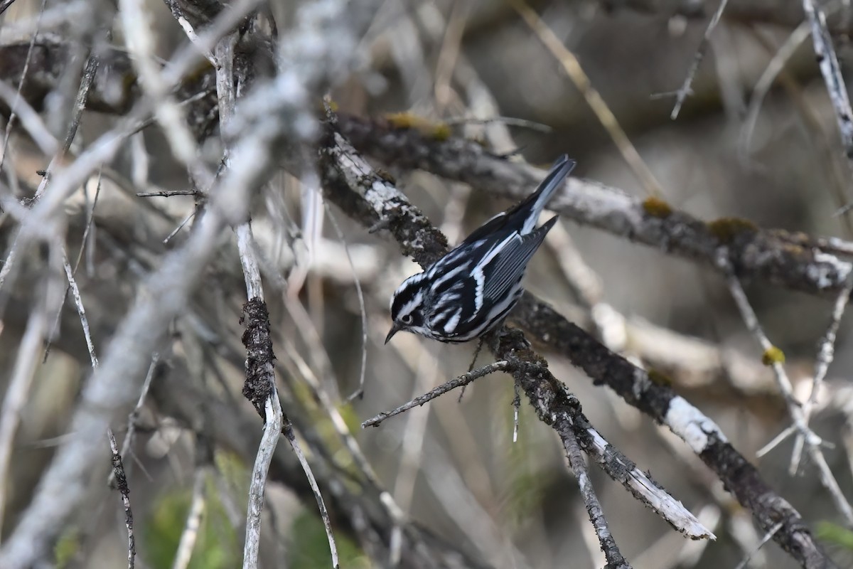 Paruline noir et blanc - ML634806062