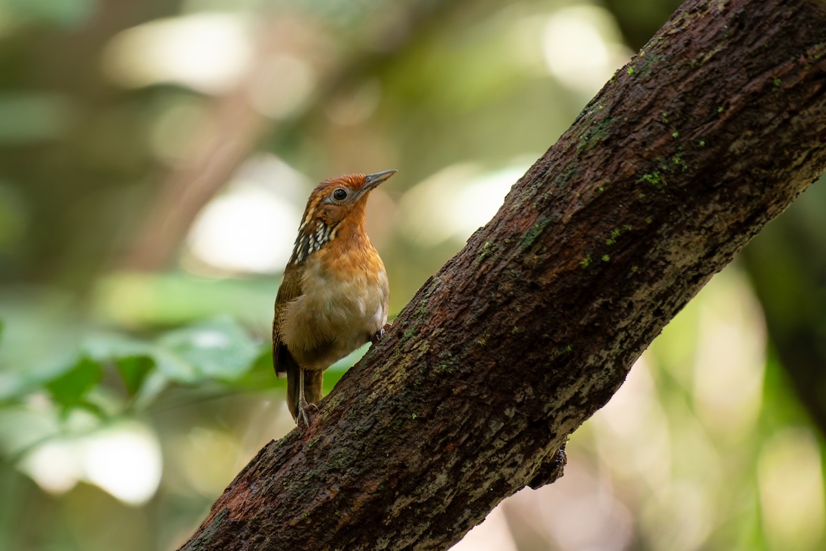 Musician Wren - ML634806086