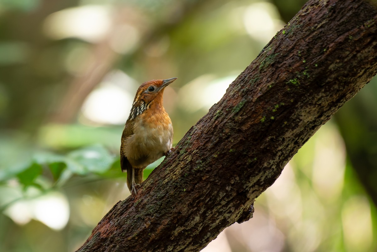 Musician Wren - ML634806087