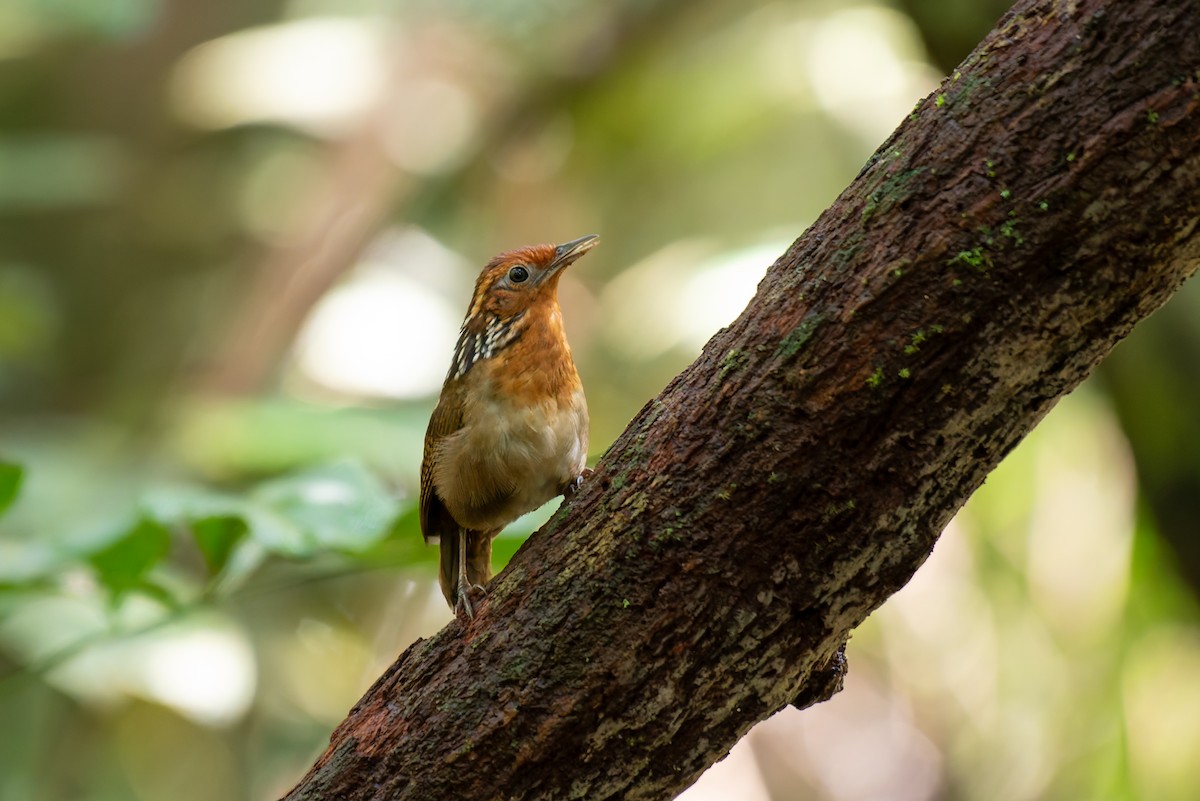 Musician Wren - ML634806089