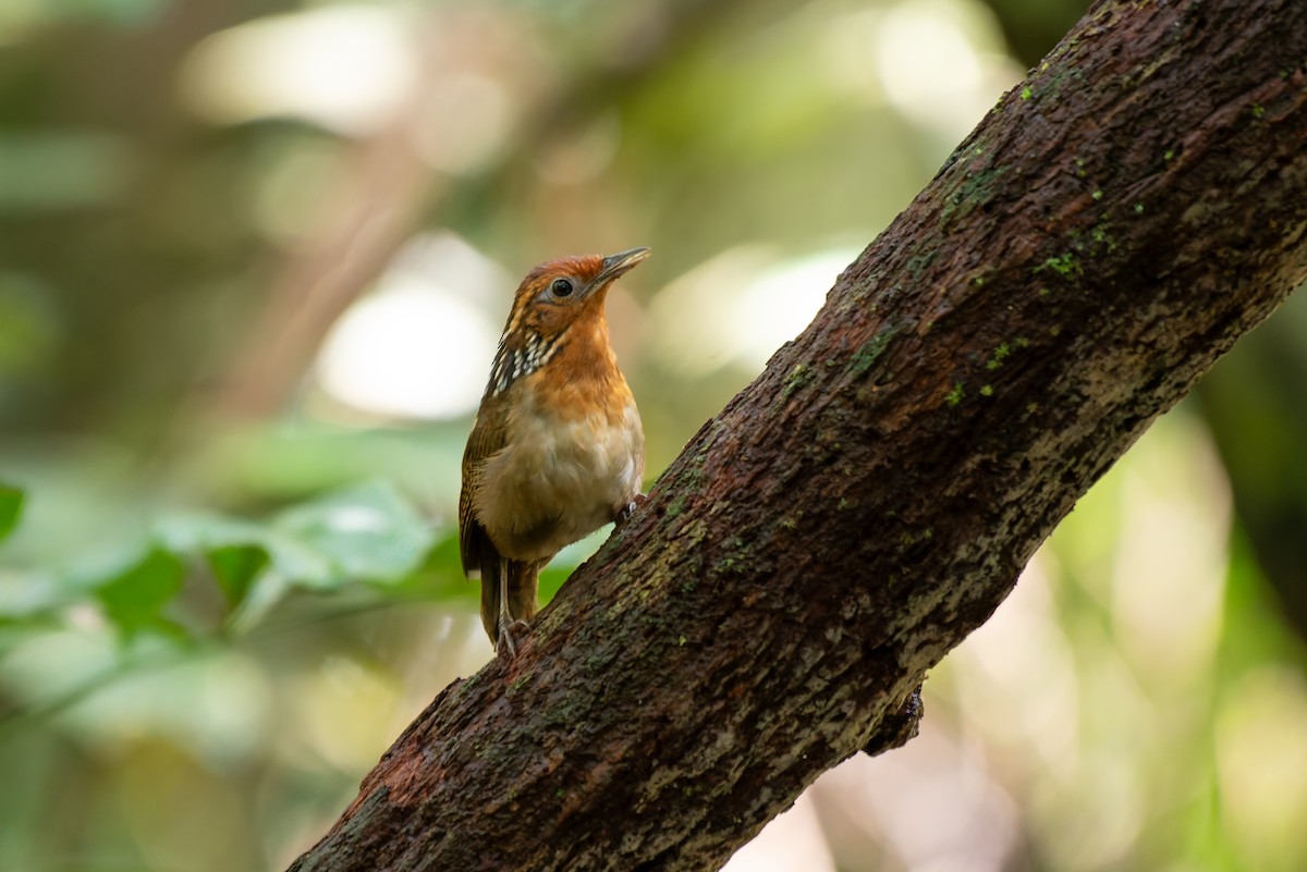 Musician Wren - ML634806090