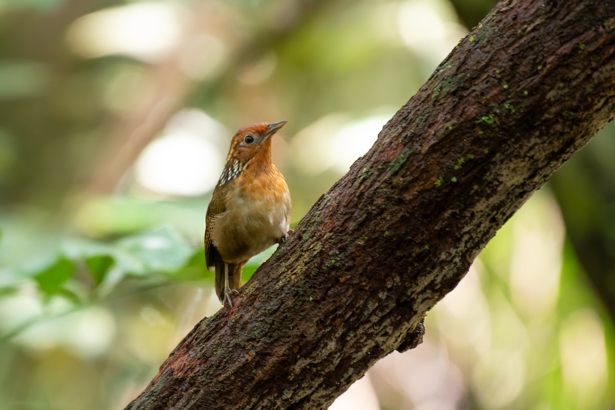 Musician Wren - ML634806093