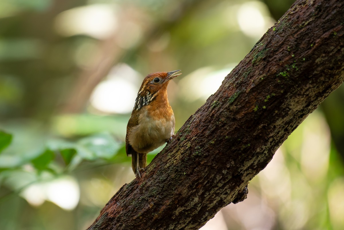 Musician Wren - ML634806094