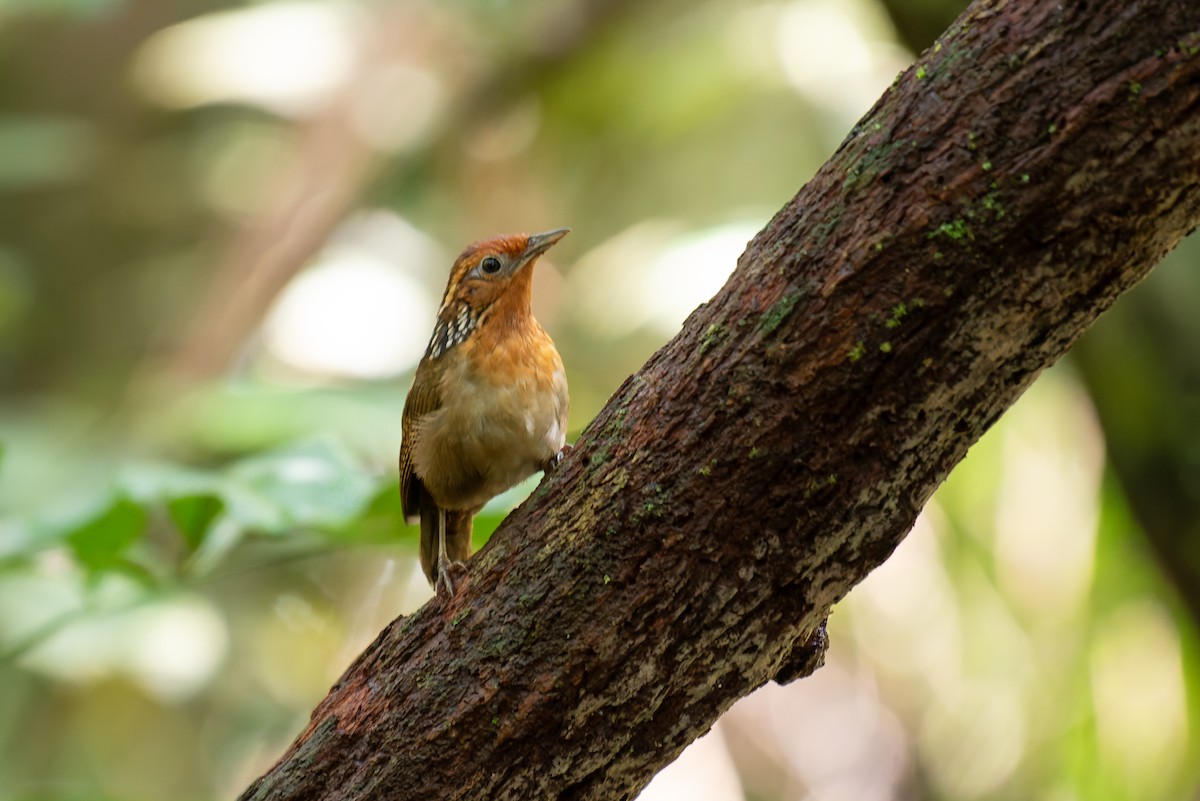 Musician Wren - ML634806095