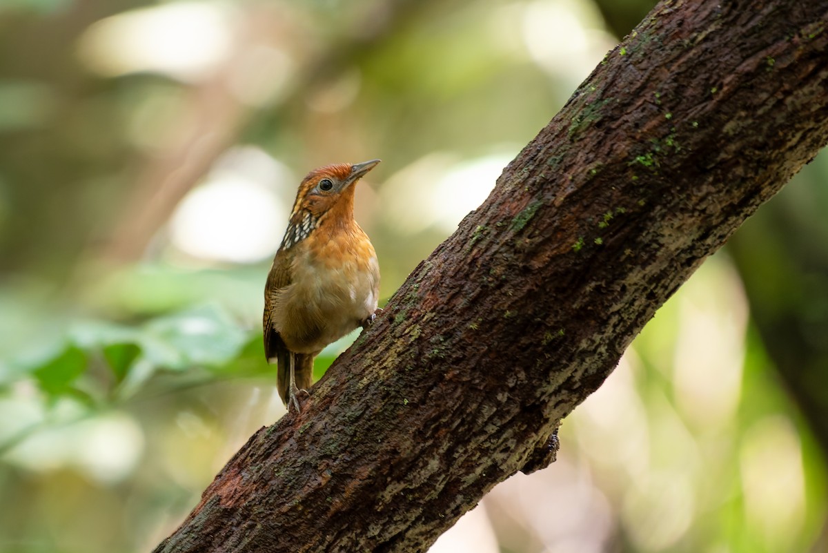 Musician Wren - ML634806096