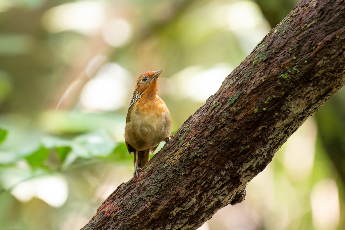Musician Wren - ML634806097