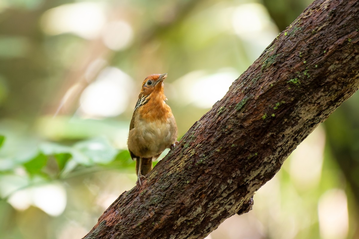 Musician Wren - ML634806098