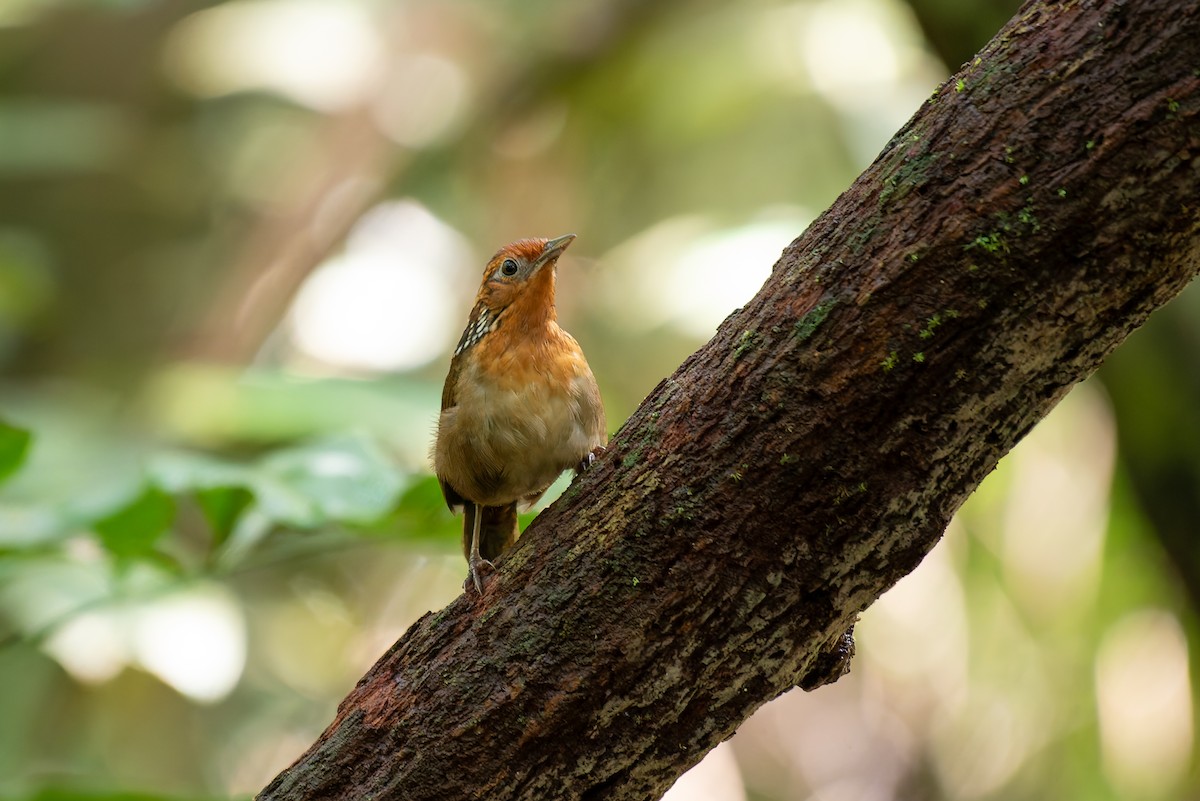 Musician Wren - ML634806099