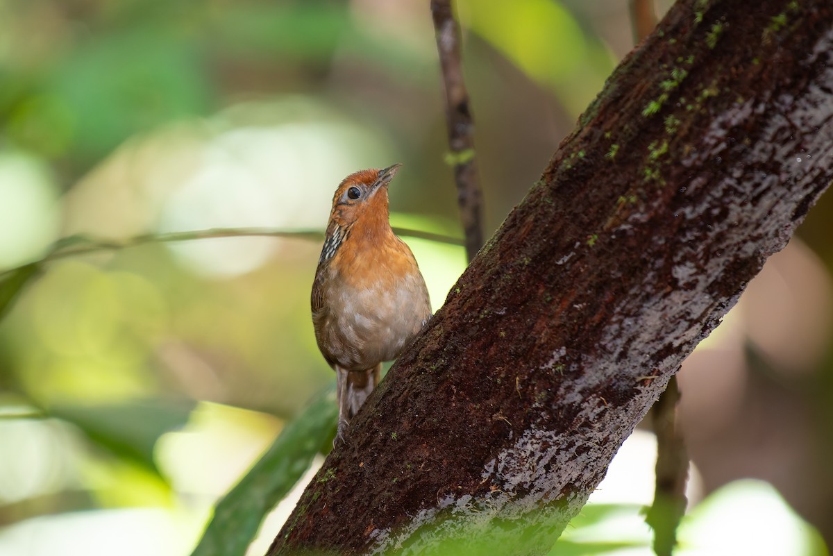 Musician Wren - ML634806100