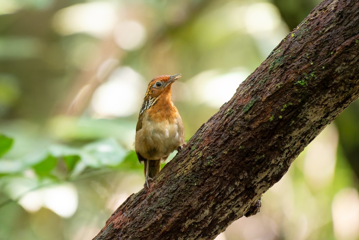 Musician Wren - ML634806101