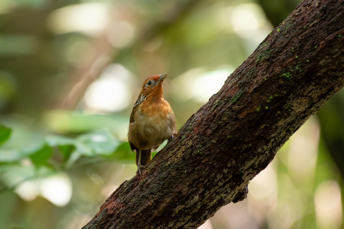 Musician Wren - ML634806102