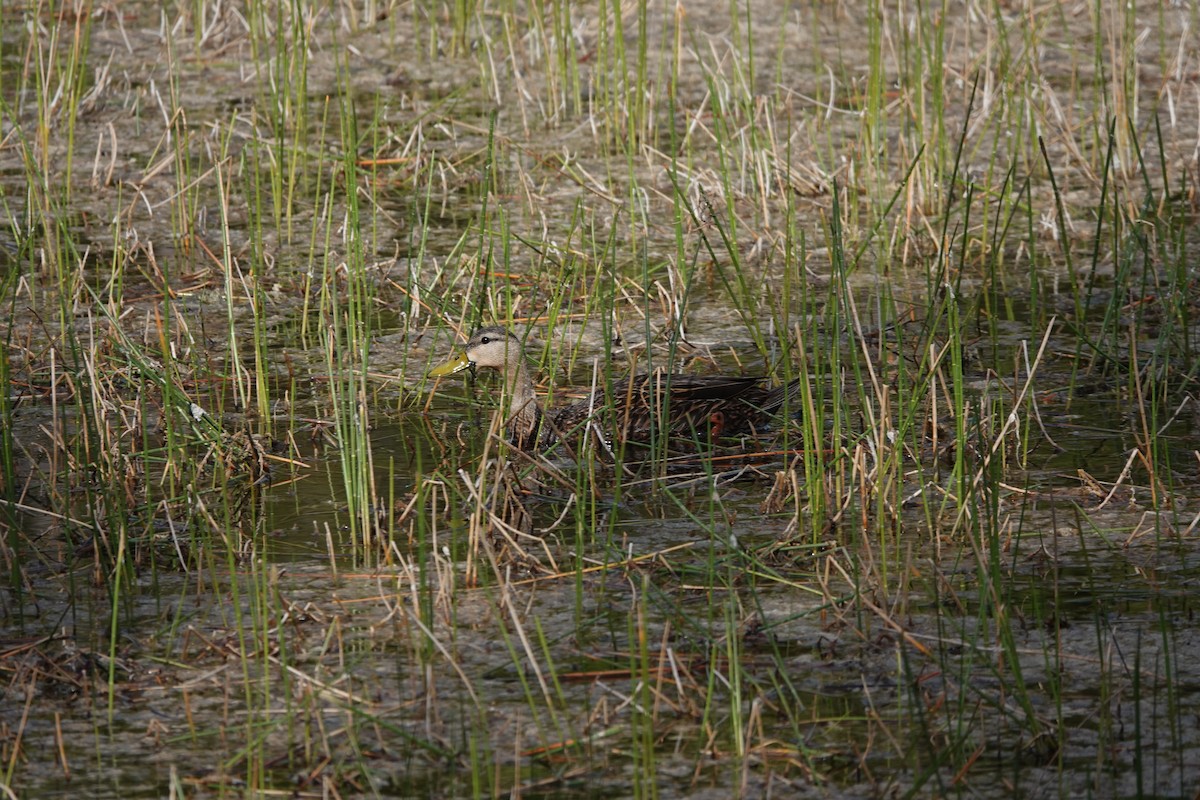 Mottled Duck - ML634806145