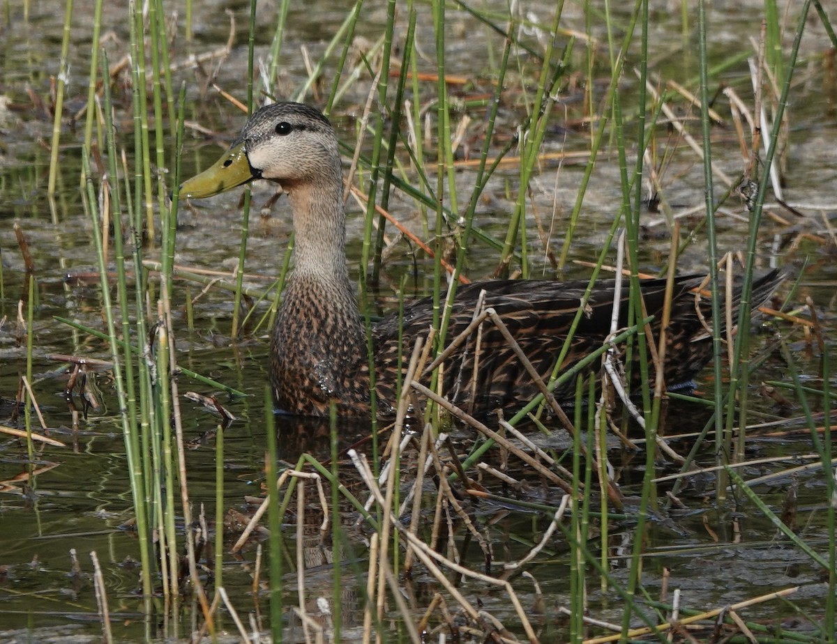 Mottled Duck - ML634806163
