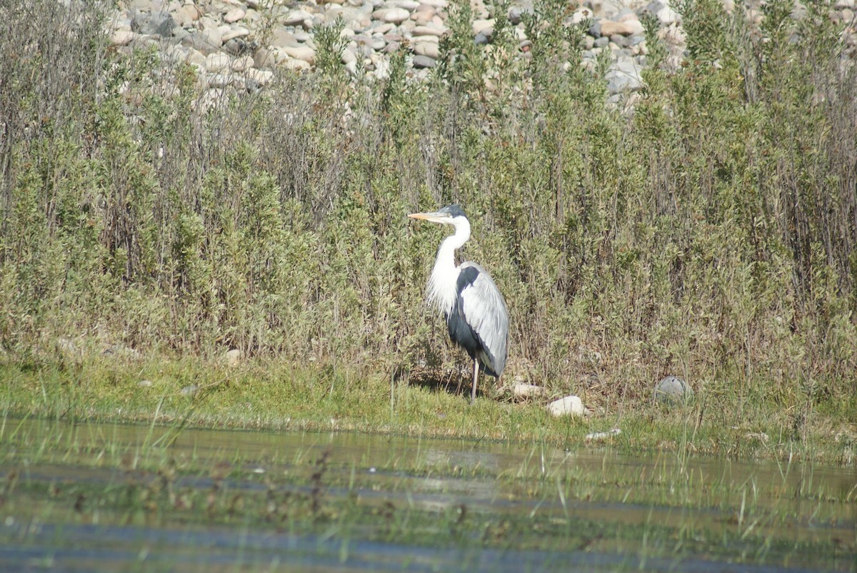 Cocoi Heron - ML634806180