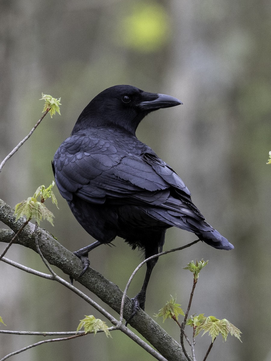 American Crow - ML634806240