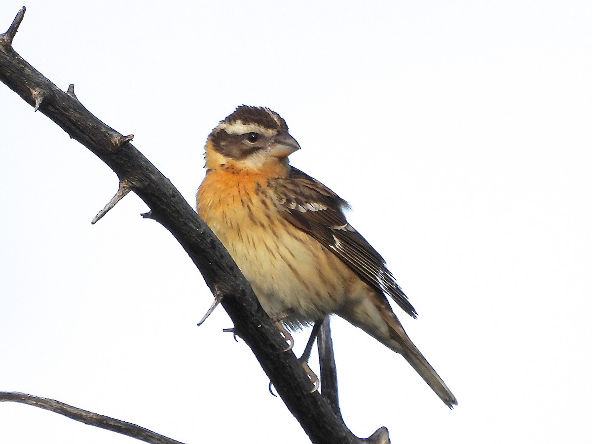Black-headed Grosbeak - ML634806242