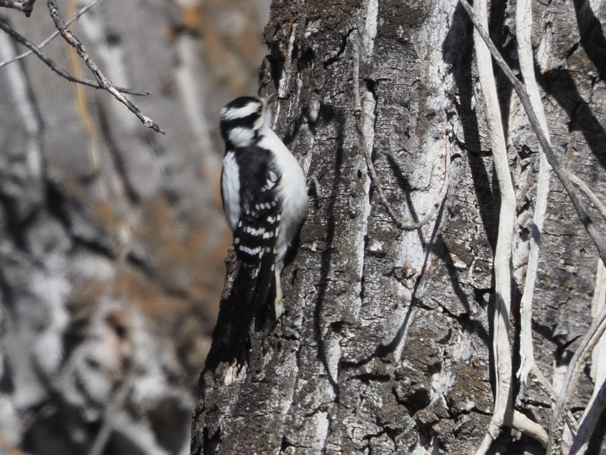 Downy Woodpecker - ML634806335
