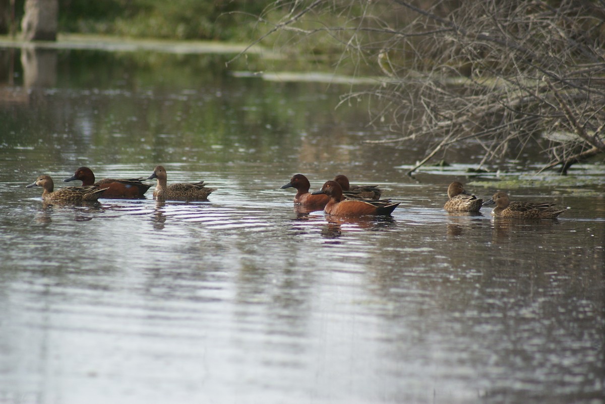 Cinnamon Teal - ML634806341