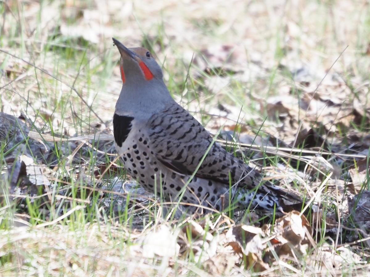 Northern Flicker (Red-shafted) - ML634806405
