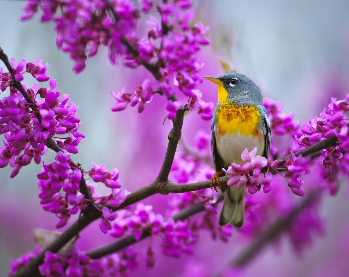 Northern Parula - ML634806433