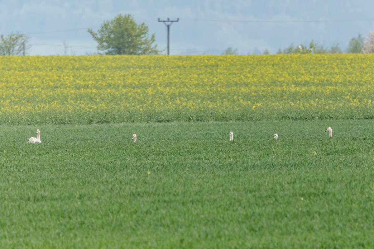 Mute Swan - ML634806460