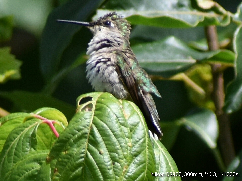 Colibri à gorge rubis - ML63480651