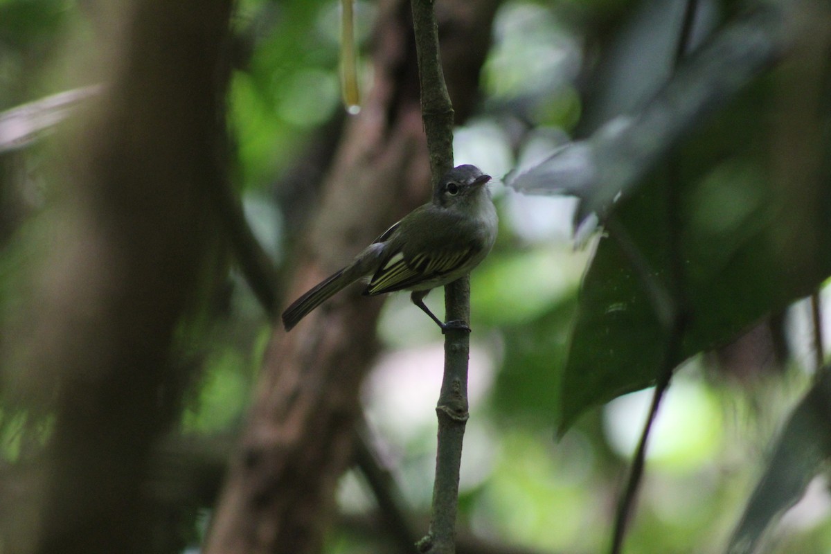 Yellow-winged Flatbill - ML634806518