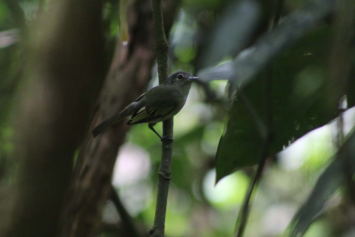 Yellow-winged Flatbill - ML634806519