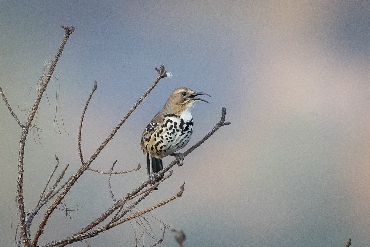 Ocellated Thrasher - ML634806582