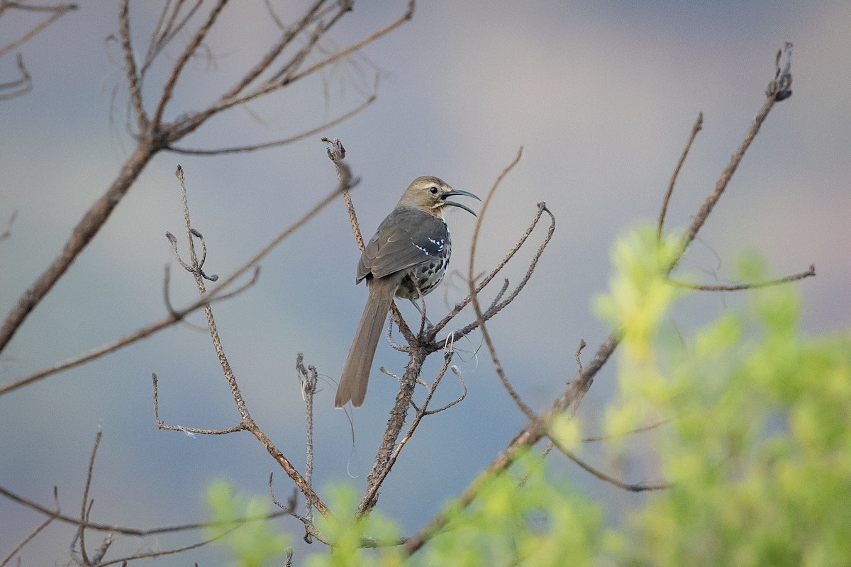 Ocellated Thrasher - ML634806583