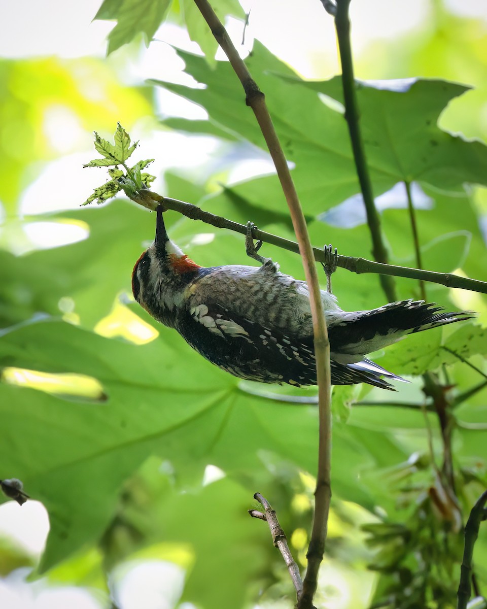 Red-naped Sapsucker - ML634806675