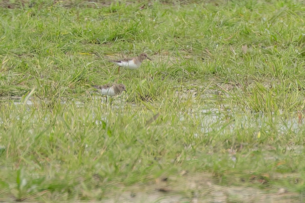 Temminck's Stint - ML634806718